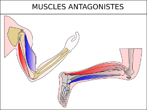 Muscles antagonistes